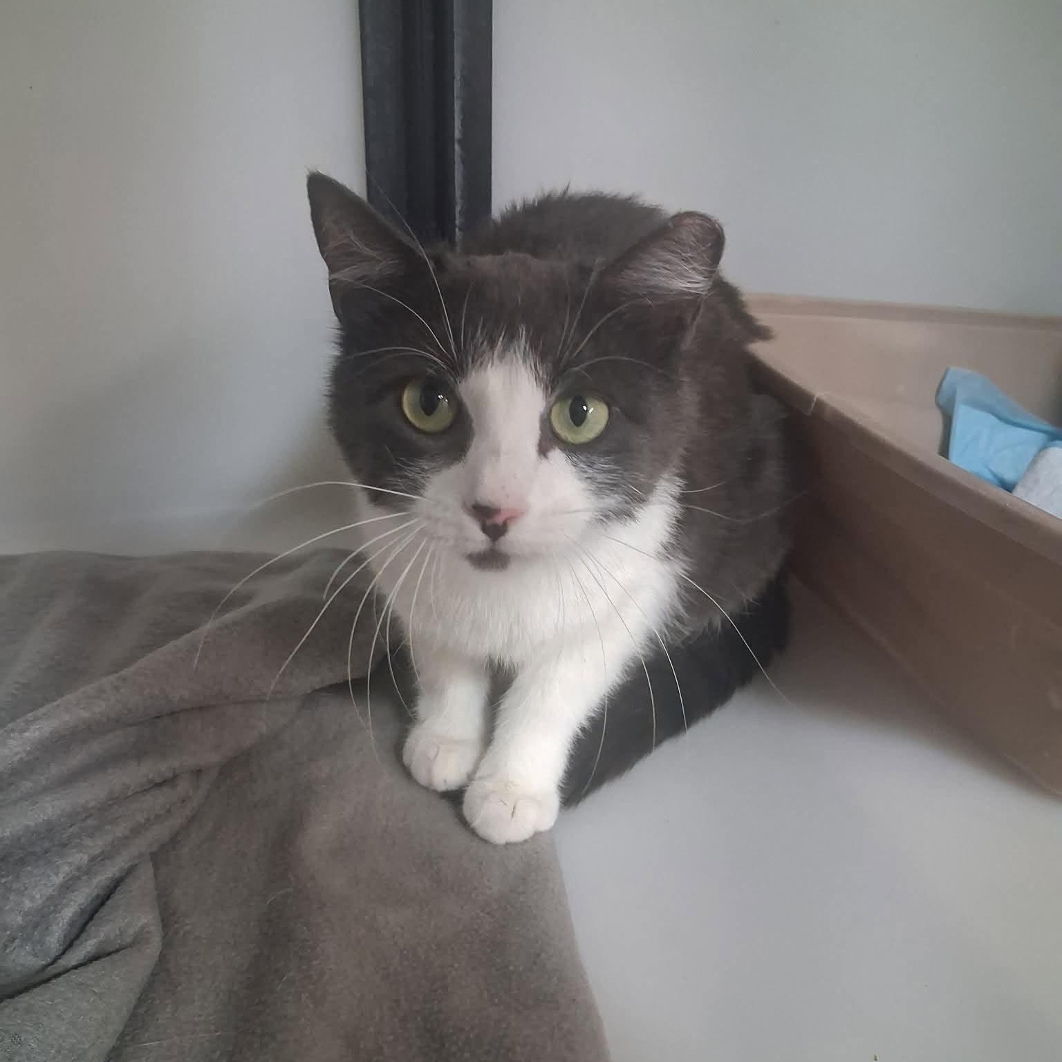 Indra, a Adoptable Domestic Short Hair in Roosevelt, UT image 2/3
