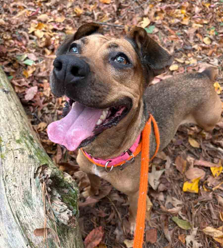 Josie, Adoptable, Adult Female Hound.