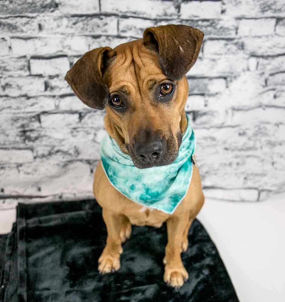 Enlarge Josie, a Adoptable mixed breed in Kennesaw, GA image 6/6