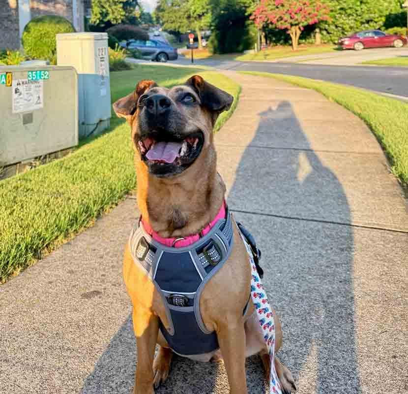 Enlarge Josie, a Adoptable mixed breed in Kennesaw, GA image 5/6