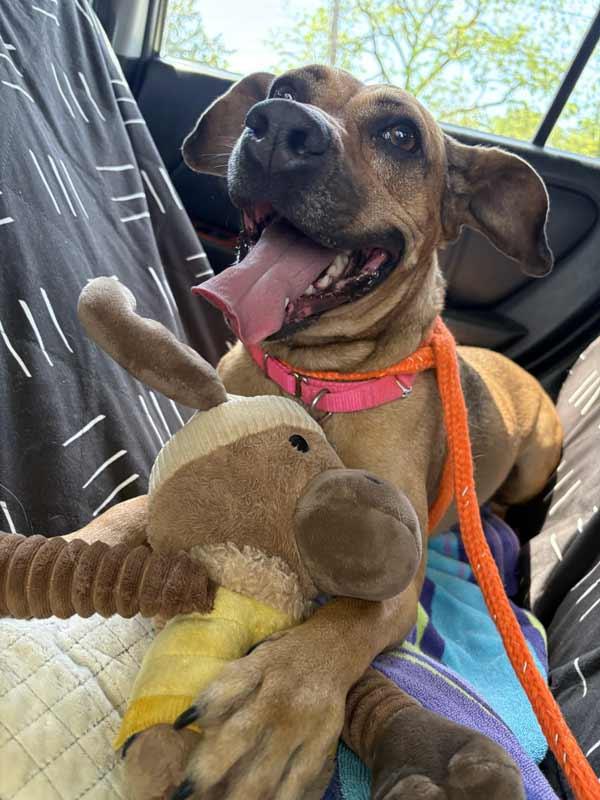 Enlarge Josie, a Adoptable mixed breed in Kennesaw, GA image 3/6