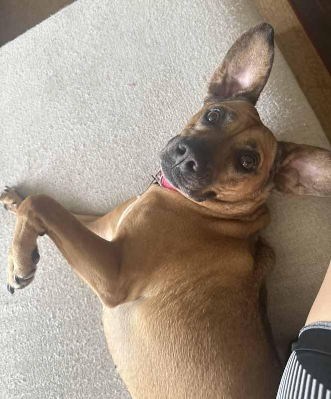 Enlarge Josie, a Adoptable mixed breed in Kennesaw, GA image 5/6