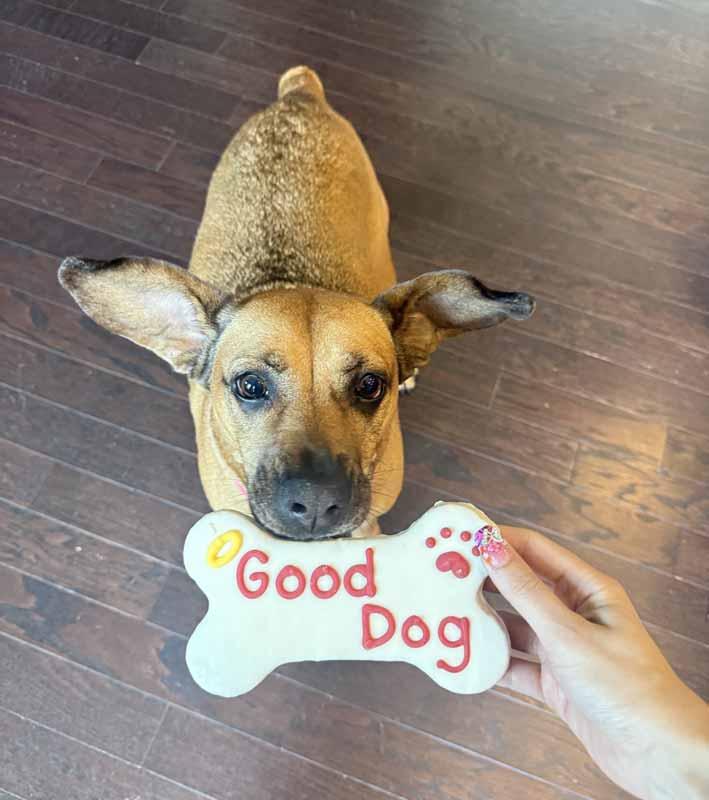 Enlarge Josie, a Adoptable mixed breed in Kennesaw, GA image 6/6