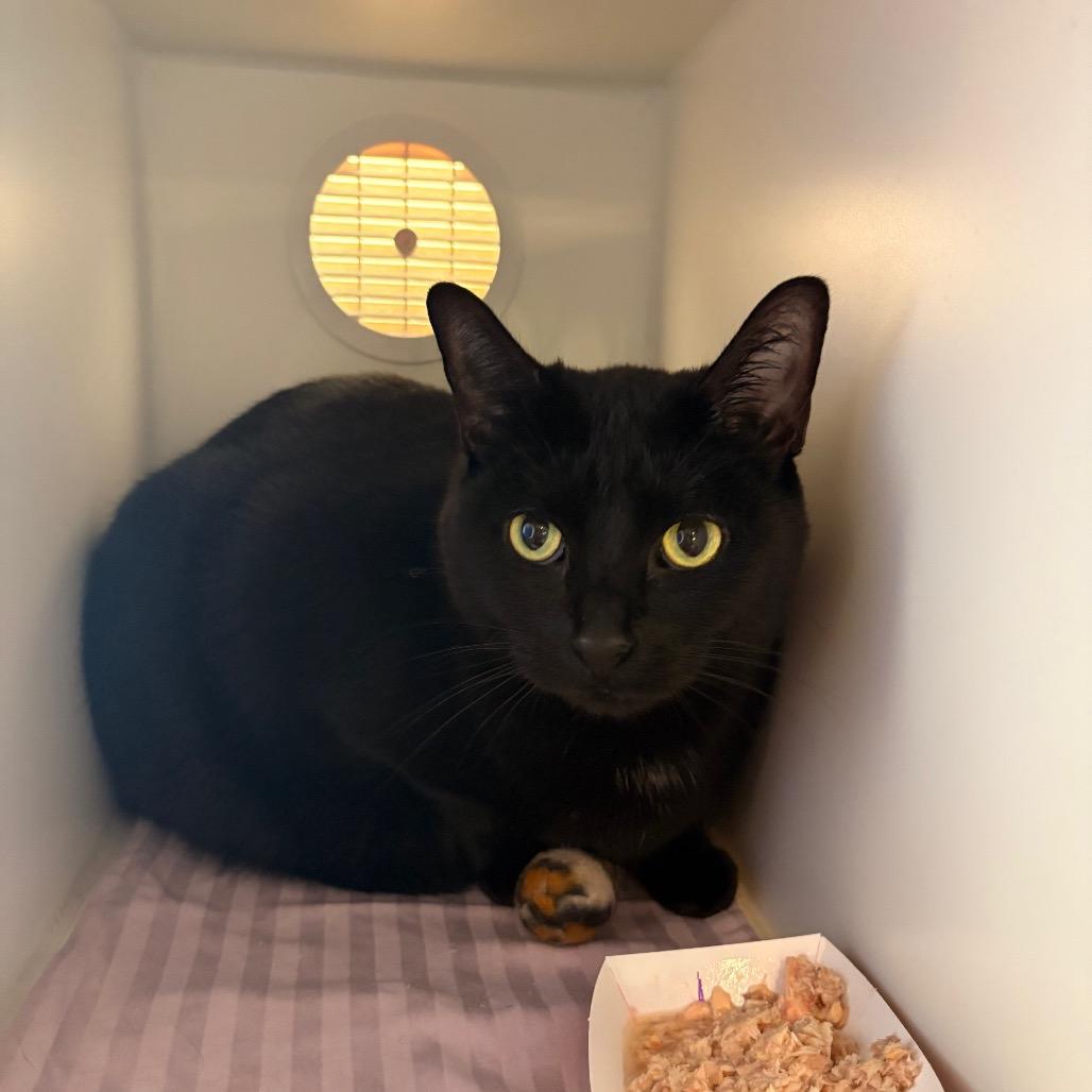 Spooky, Adoptable, Adult Female Domestic Short Hair.