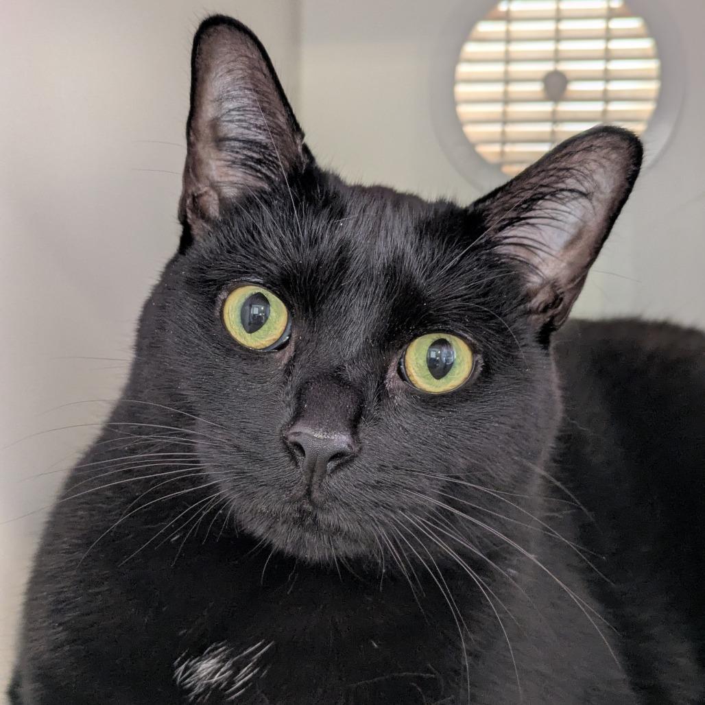 Enlarge Spooky, a Adoptable Domestic Short Hair in South Burlington, VT image 2/4