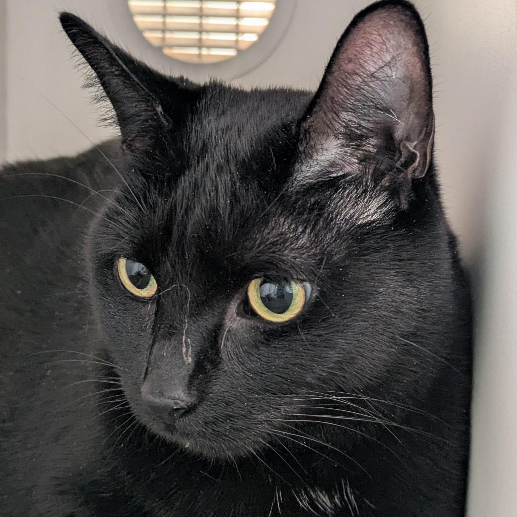 Enlarge Spooky, a Adoptable Domestic Short Hair in South Burlington, VT image 3/4
