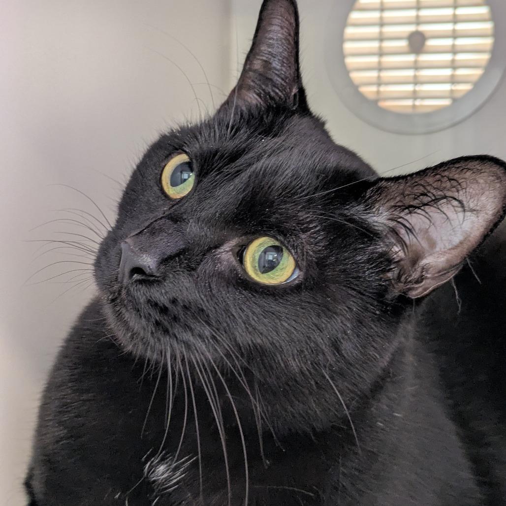 Enlarge Spooky, a Adoptable Domestic Short Hair in South Burlington, VT image 4/4