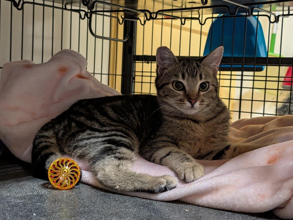 Tini, Adoptable, Young Female Domestic Short Hair.