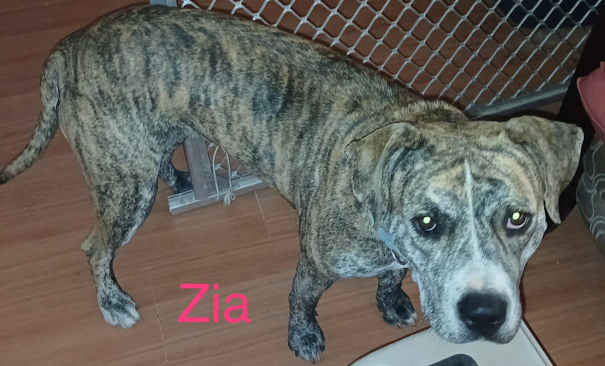Zia