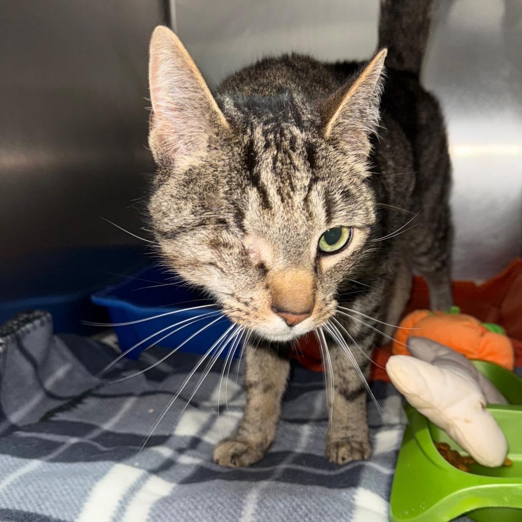 Wink, Adoptable, Adult Male Domestic Short Hair.