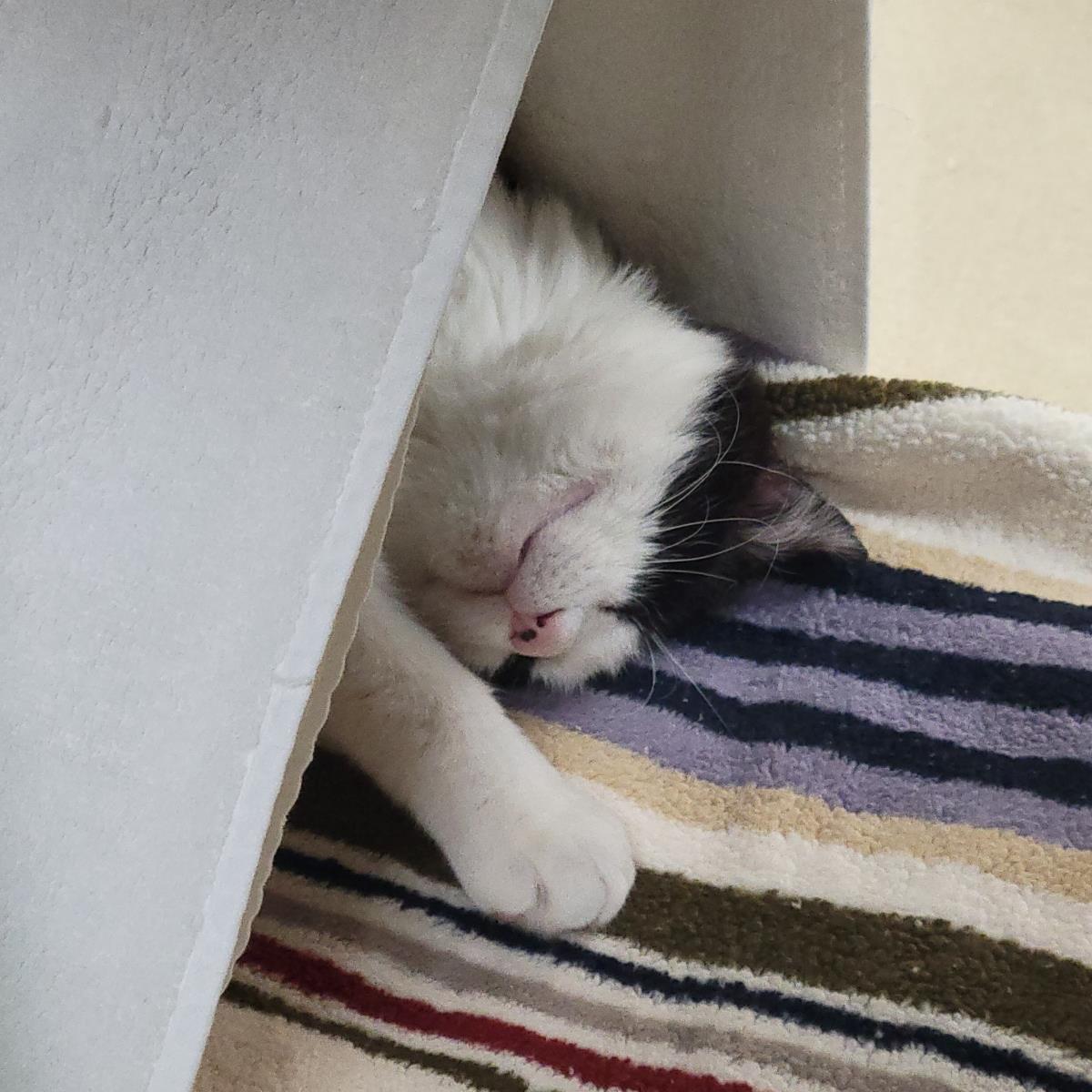 Major Melon, a Adoptable Domestic Short Hair in Plover, WI image 1/3