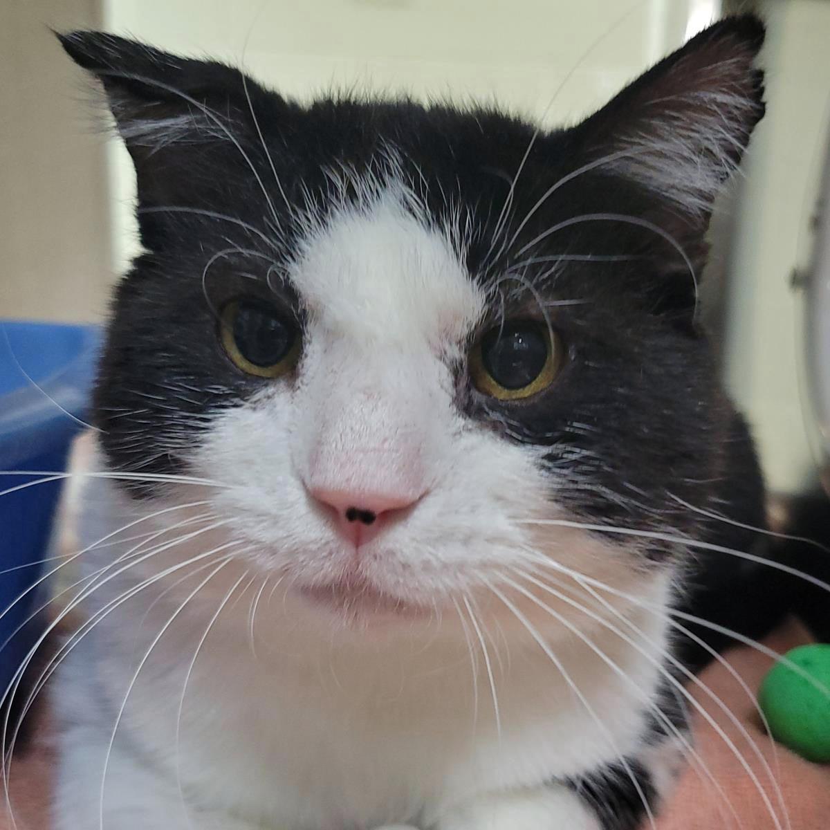 Major Melon, a Adoptable Domestic Short Hair in Plover, WI image 2/3