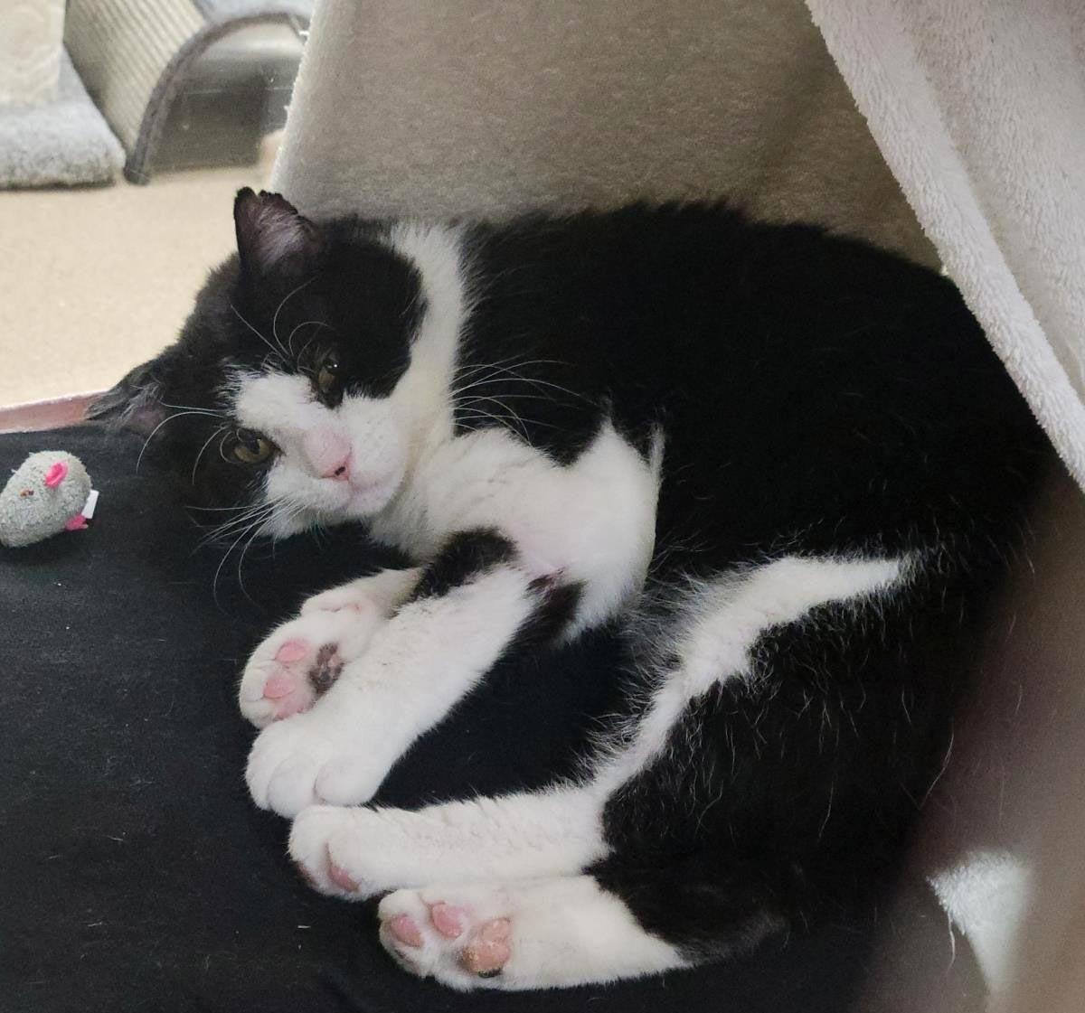 Major Melon, a Adoptable Domestic Short Hair in Plover, WI image 3/3