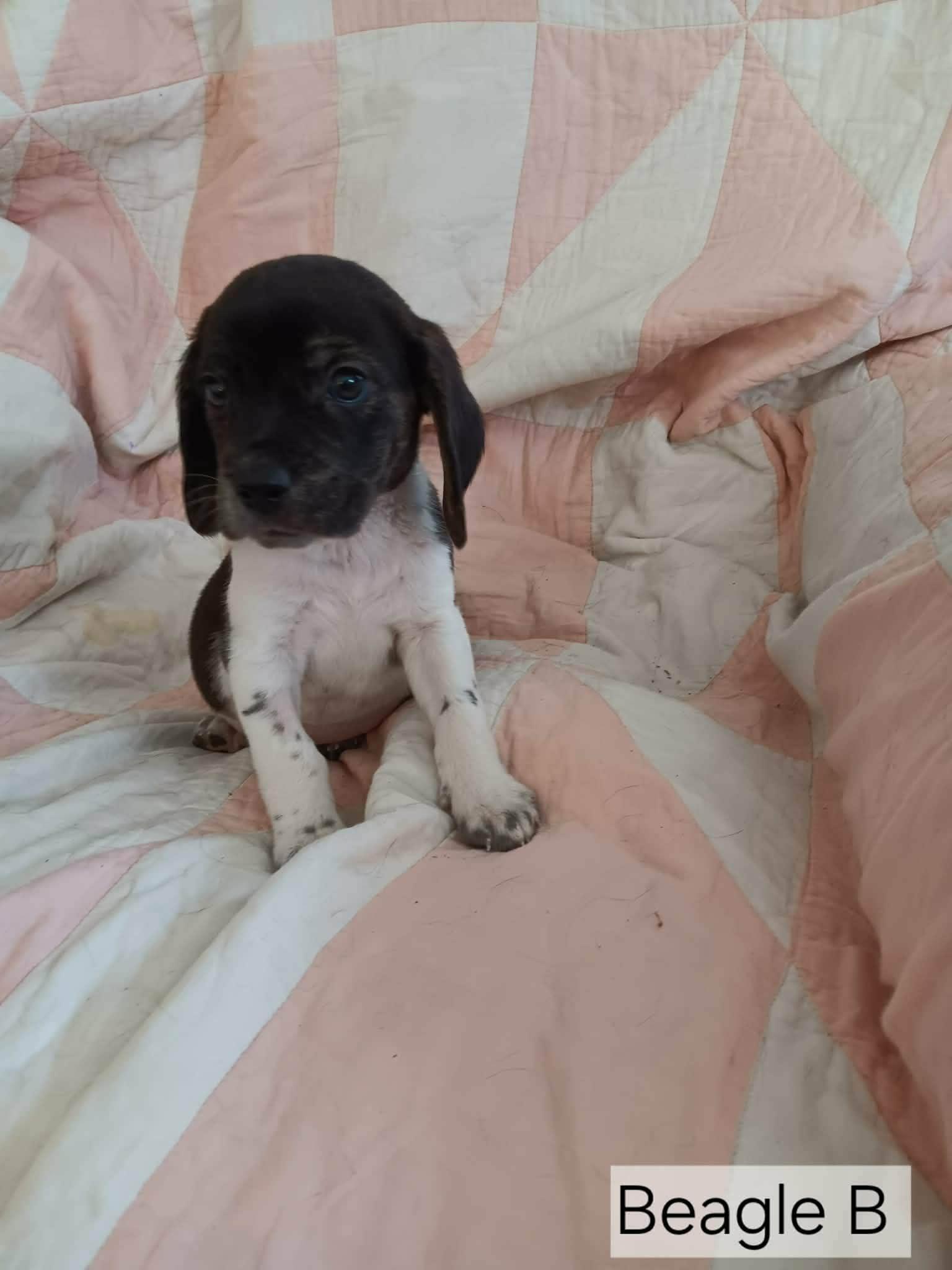 Beagle, ADOPTABLE, Young Female Beagle.