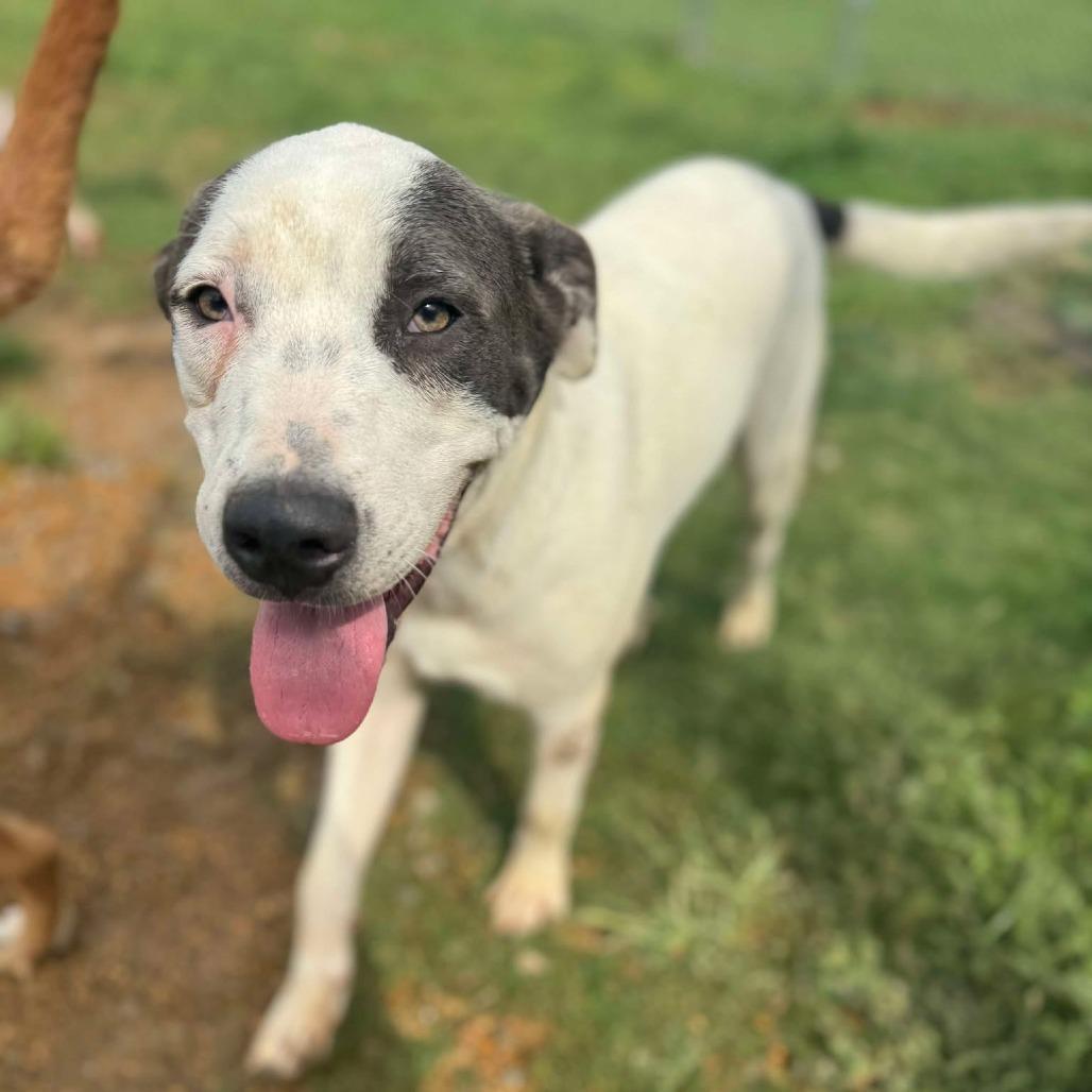 Enlarge Stacy, a ADOPTABLE mixed breed in Warner, NH image 4/6