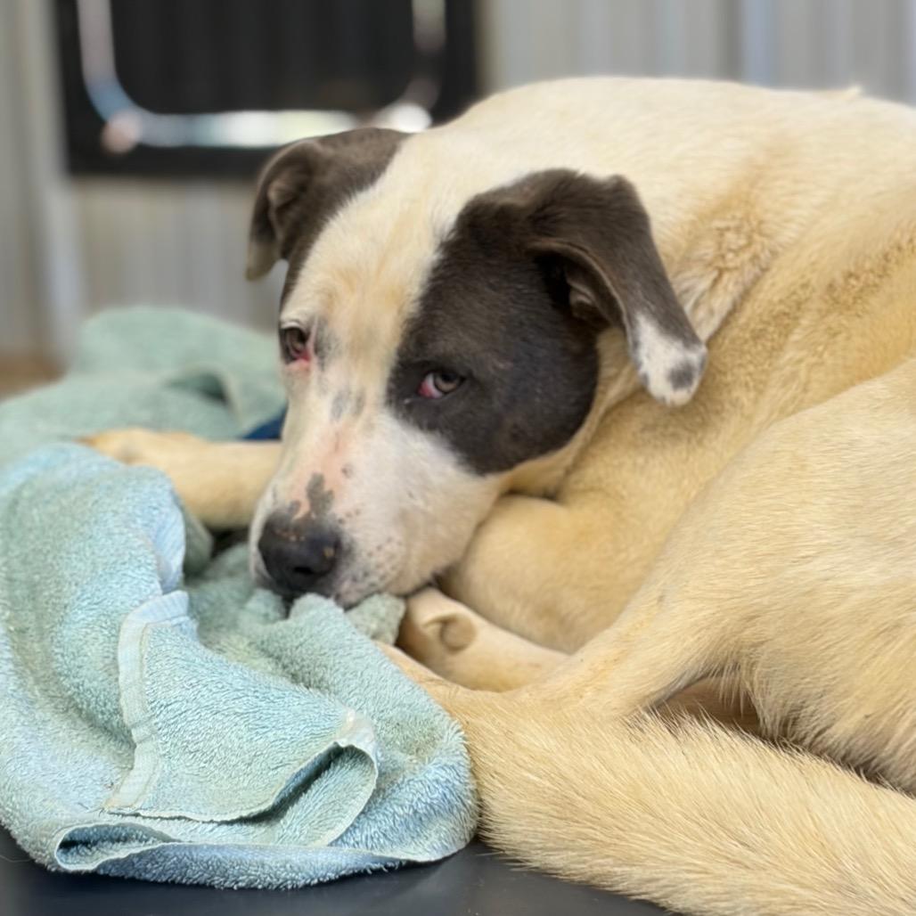 Enlarge Stacy, a ADOPTABLE mixed breed in Warner, NH image 3/6
