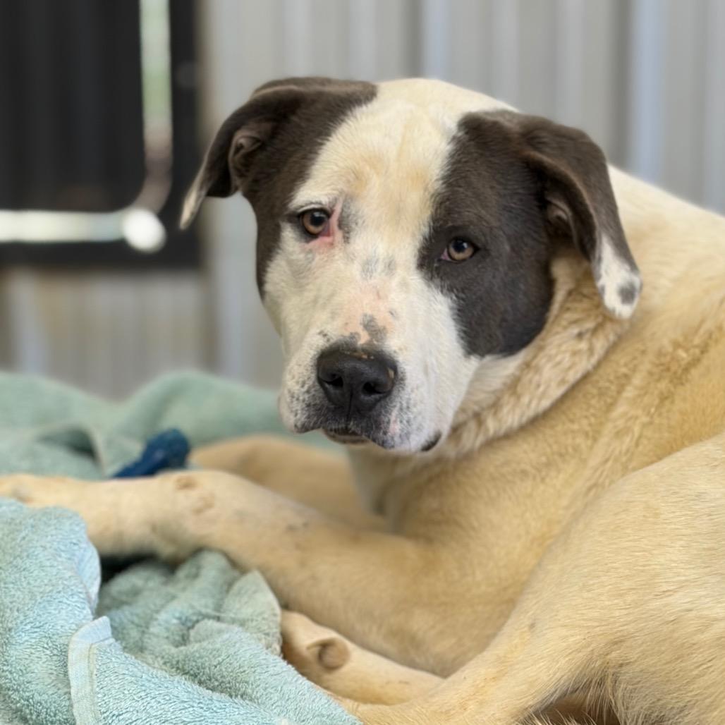 Enlarge Stacy, a ADOPTABLE mixed breed in Warner, NH image 6/6