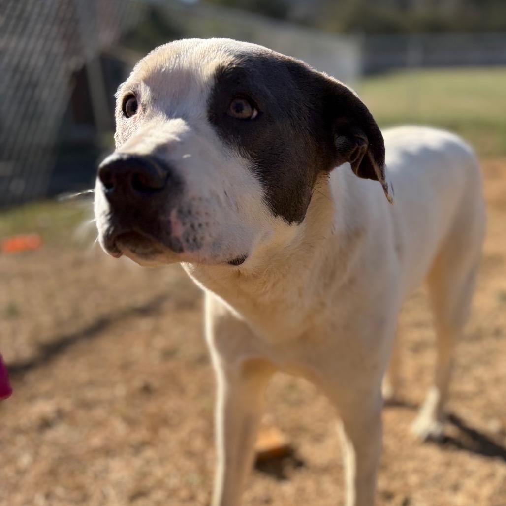 Enlarge Stacy, a ADOPTABLE mixed breed in Warner, NH image 5/6