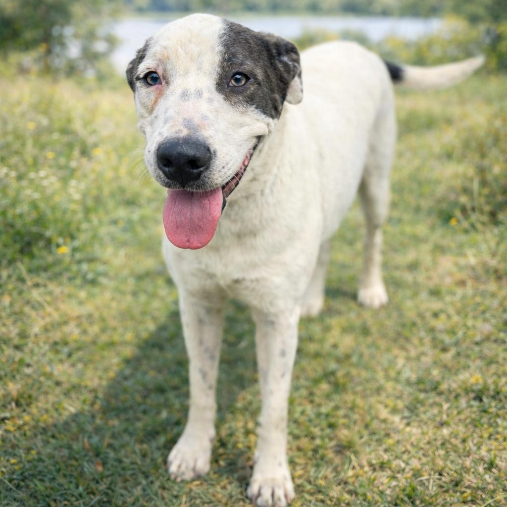 Enlarge Stacy, a ADOPTABLE mixed breed in Warner, NH image 1/6