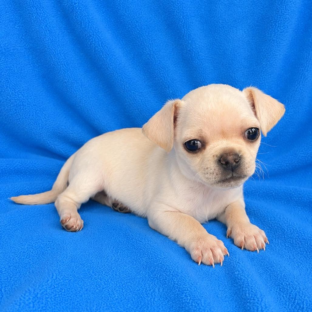 Clovis, Adoptable, Puppy Male Pug & Chihuahua.