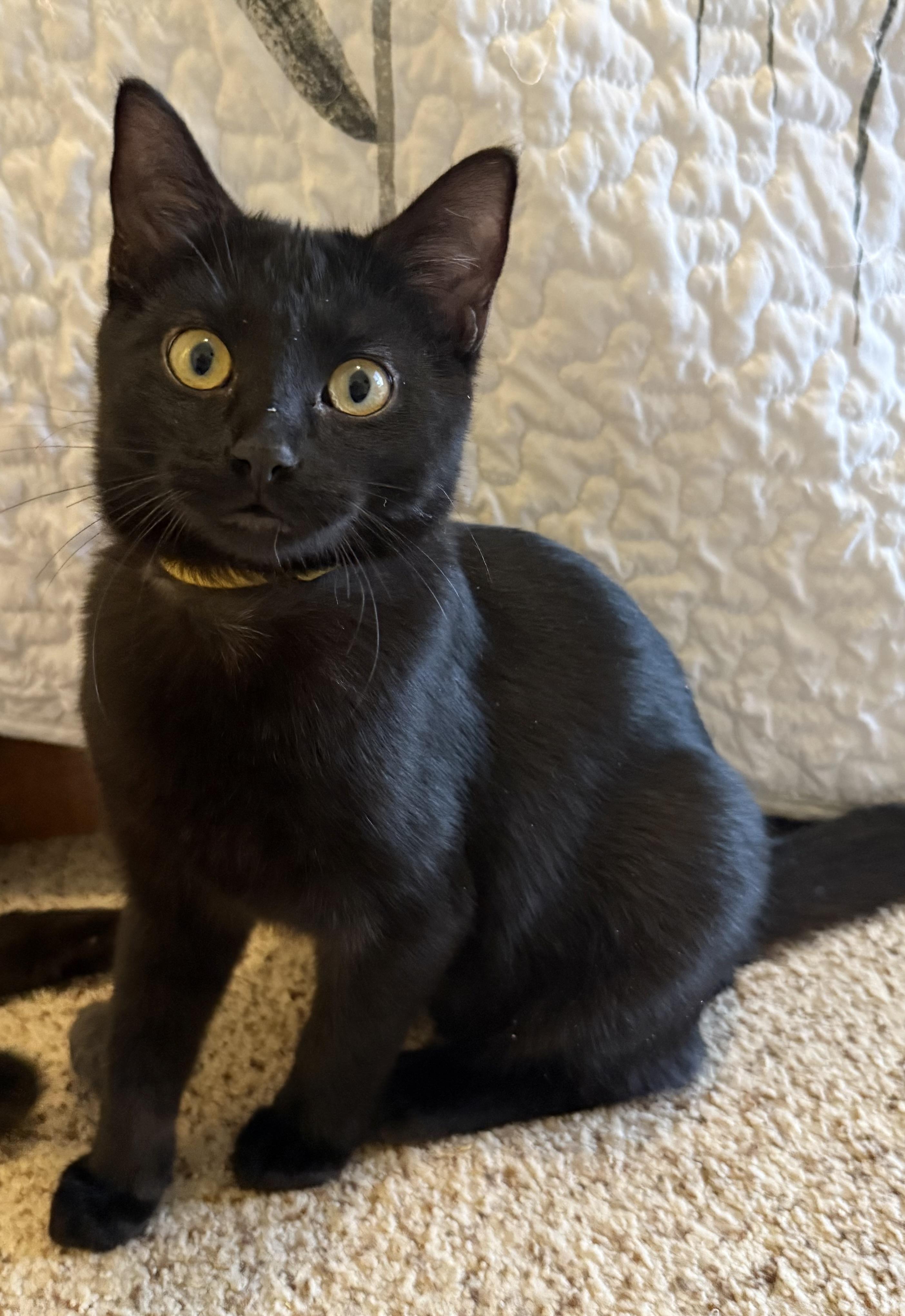 Buddy, ADOPTABLE, Kitten Male Domestic Short Hair.