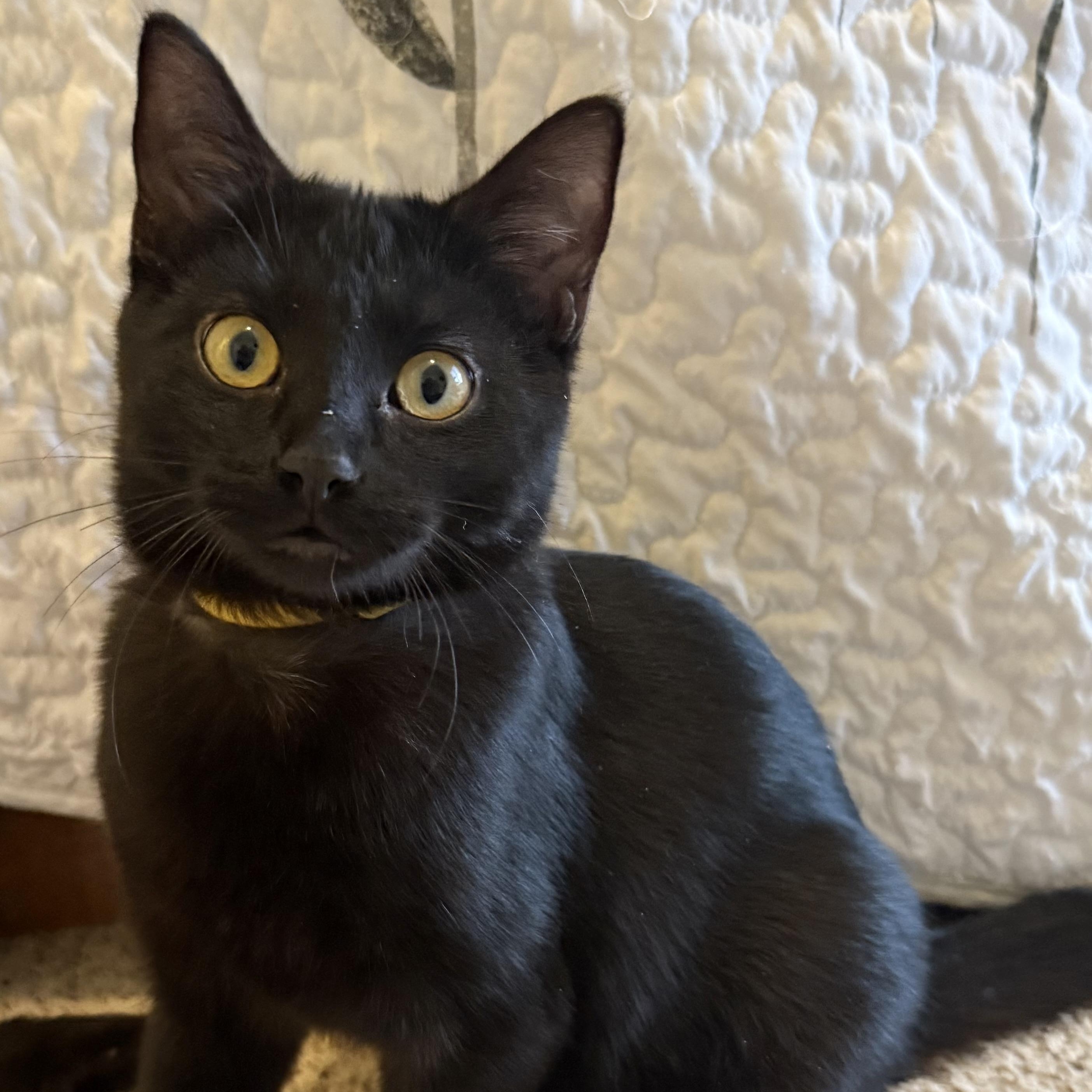 Enlarge Buddy, a ADOPTABLE Domestic Short Hair in Richfield , MN image 1/1