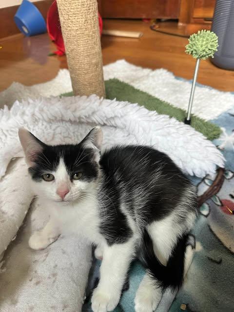 Sonic, a Adopted Domestic Short Hair in Clymer, PA image 1/2