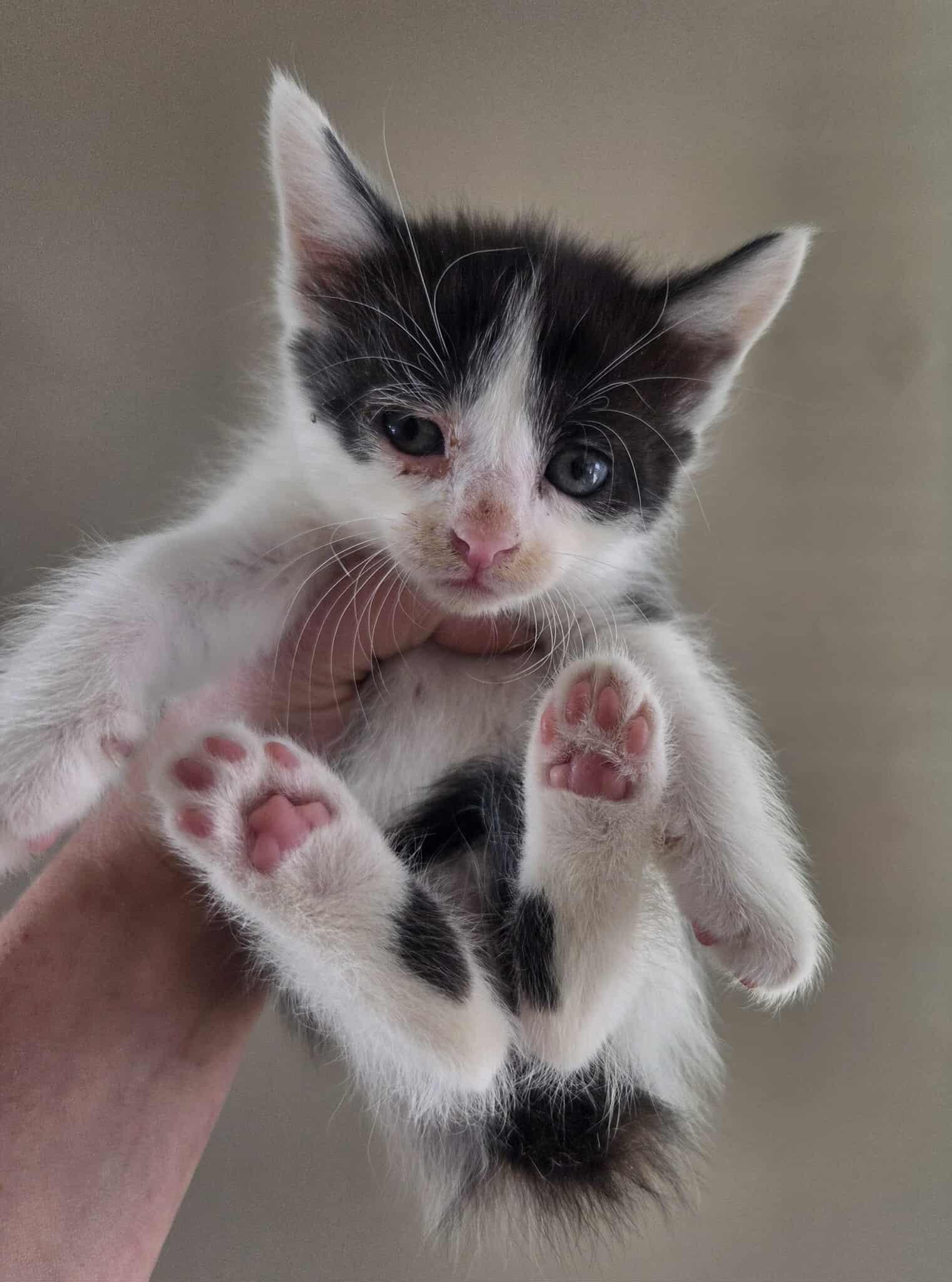 Sonic, a Adopted Domestic Short Hair in Clymer, PA image 2/2