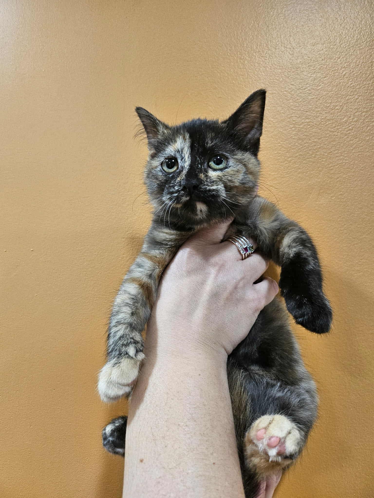 Faith, adopted, Young Female Domestic Short Hair.