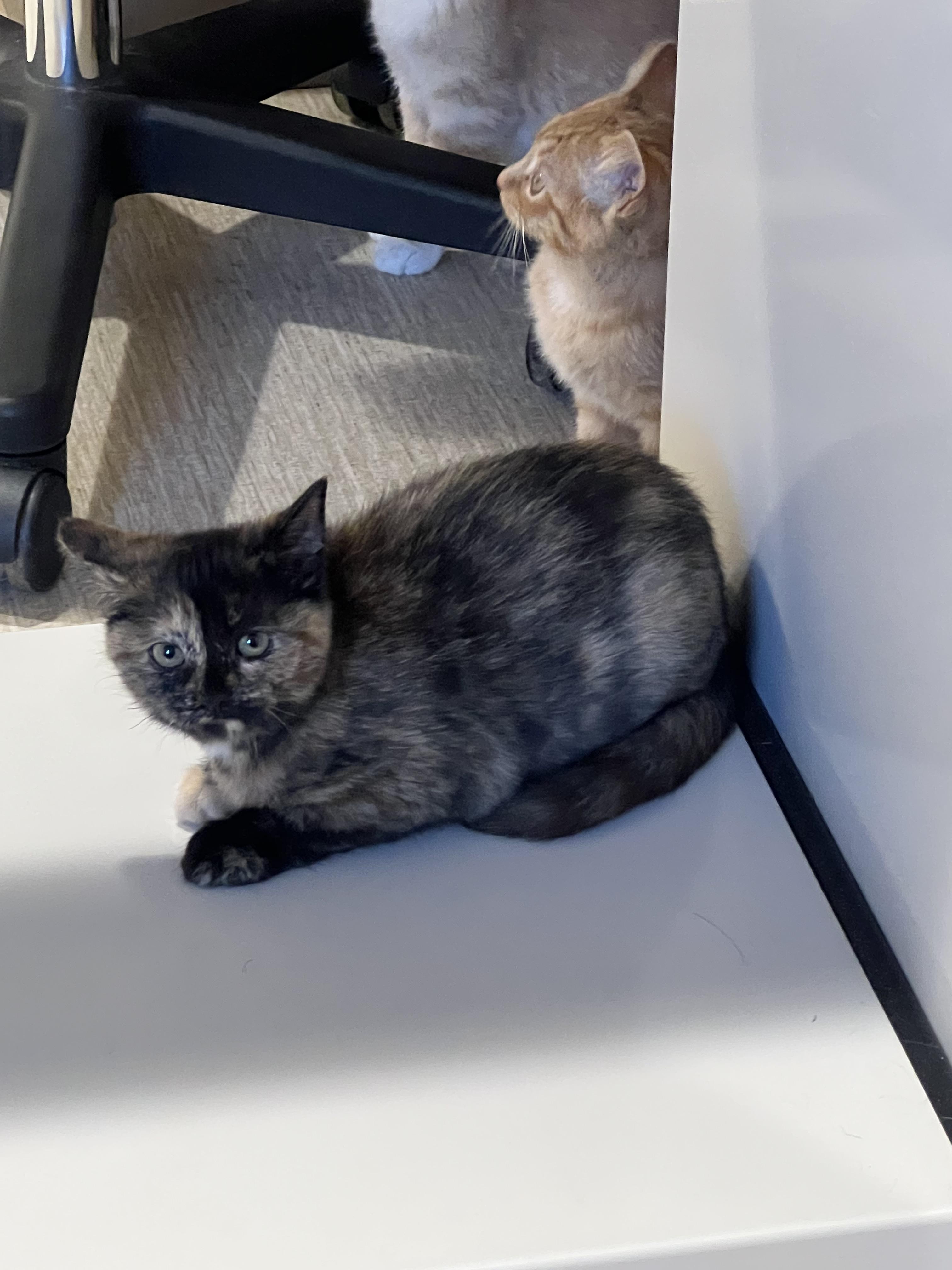 Enlarge Faith, an adopted Domestic Short Hair in Caseville, MI image 2/2