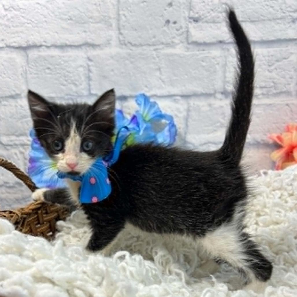 Enlarge Seagull, a Adoptable Domestic Short Hair in Harrisonburg, VA image 1/6