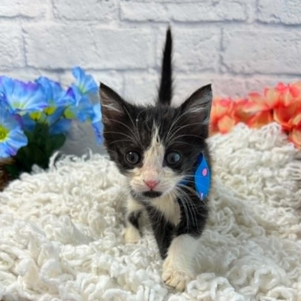 Enlarge Seagull, a Adoptable Domestic Short Hair in Harrisonburg, VA image 2/6