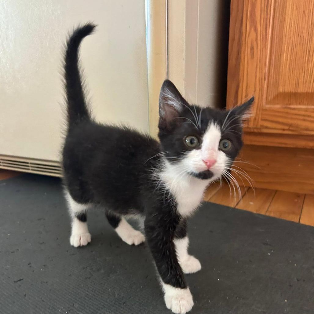 Enlarge Seagull, a Adoptable Domestic Short Hair in Harrisonburg, VA image 3/6