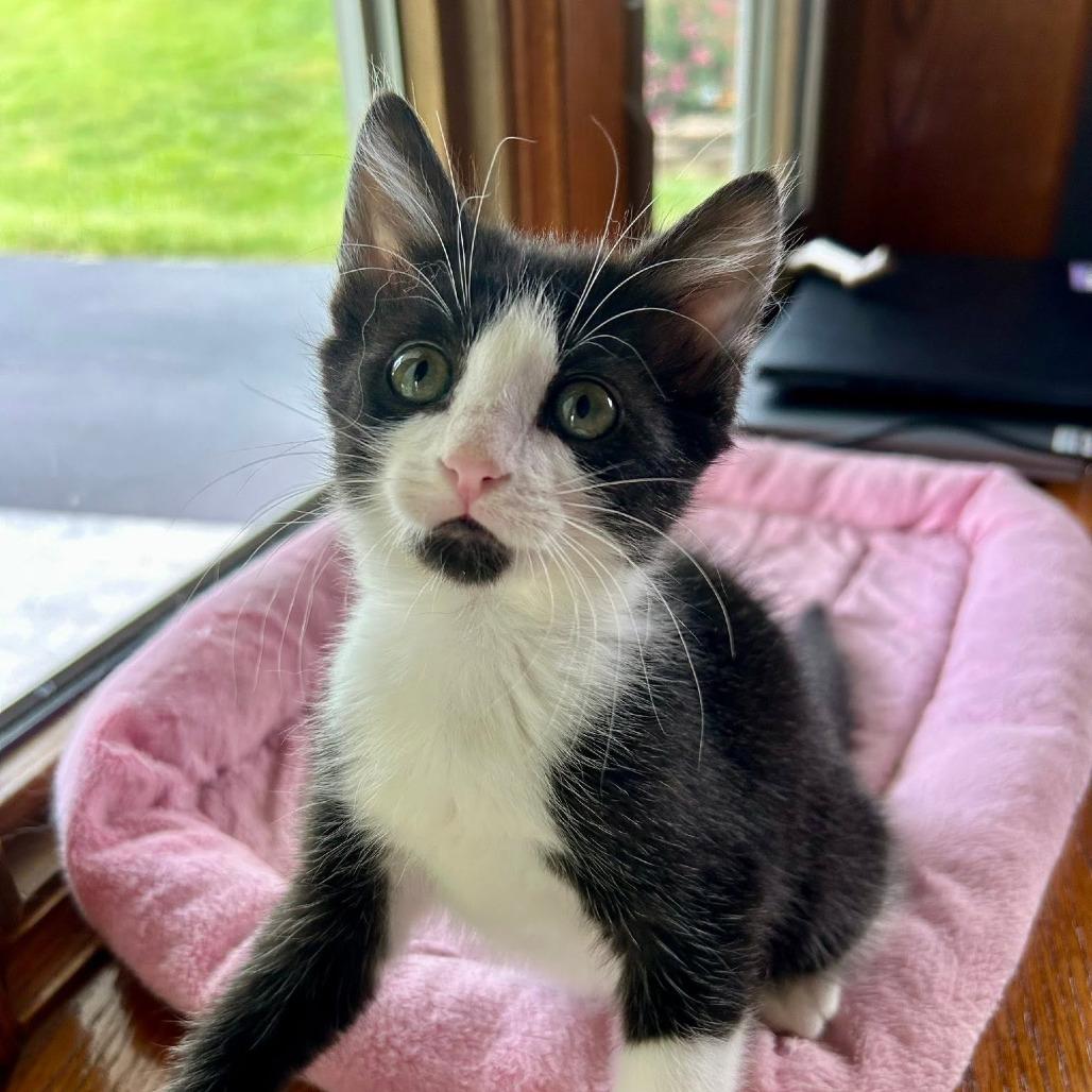 Enlarge Seagull, a Adoptable Domestic Short Hair in Harrisonburg, VA image 4/6
