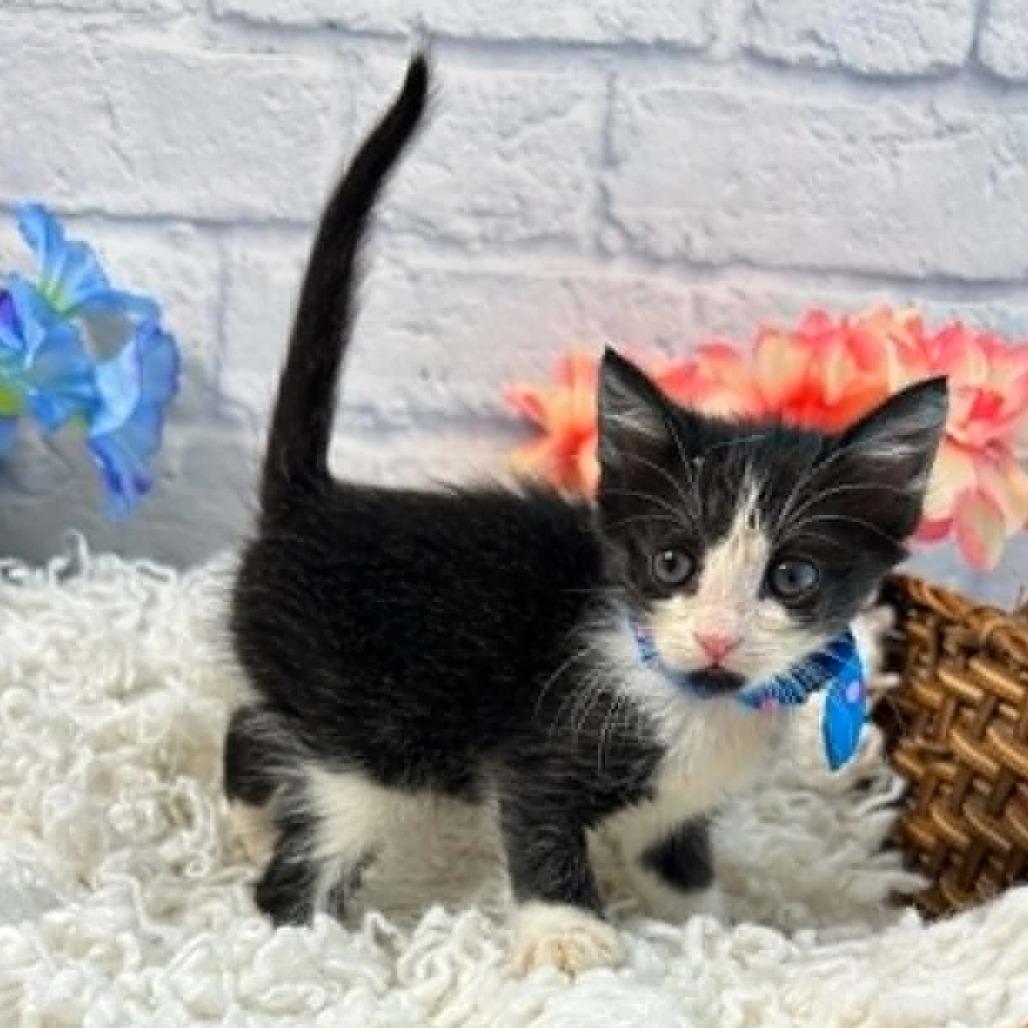 Enlarge Seagull, a Adoptable Domestic Short Hair in Harrisonburg, VA image 6/6