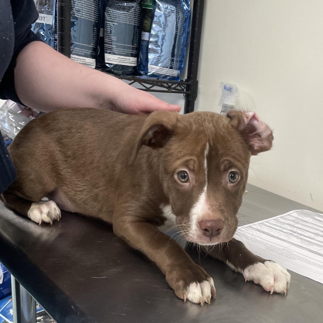 Kaa(Stella), a Adoptable mixed breed in Galax, VA image 1/2