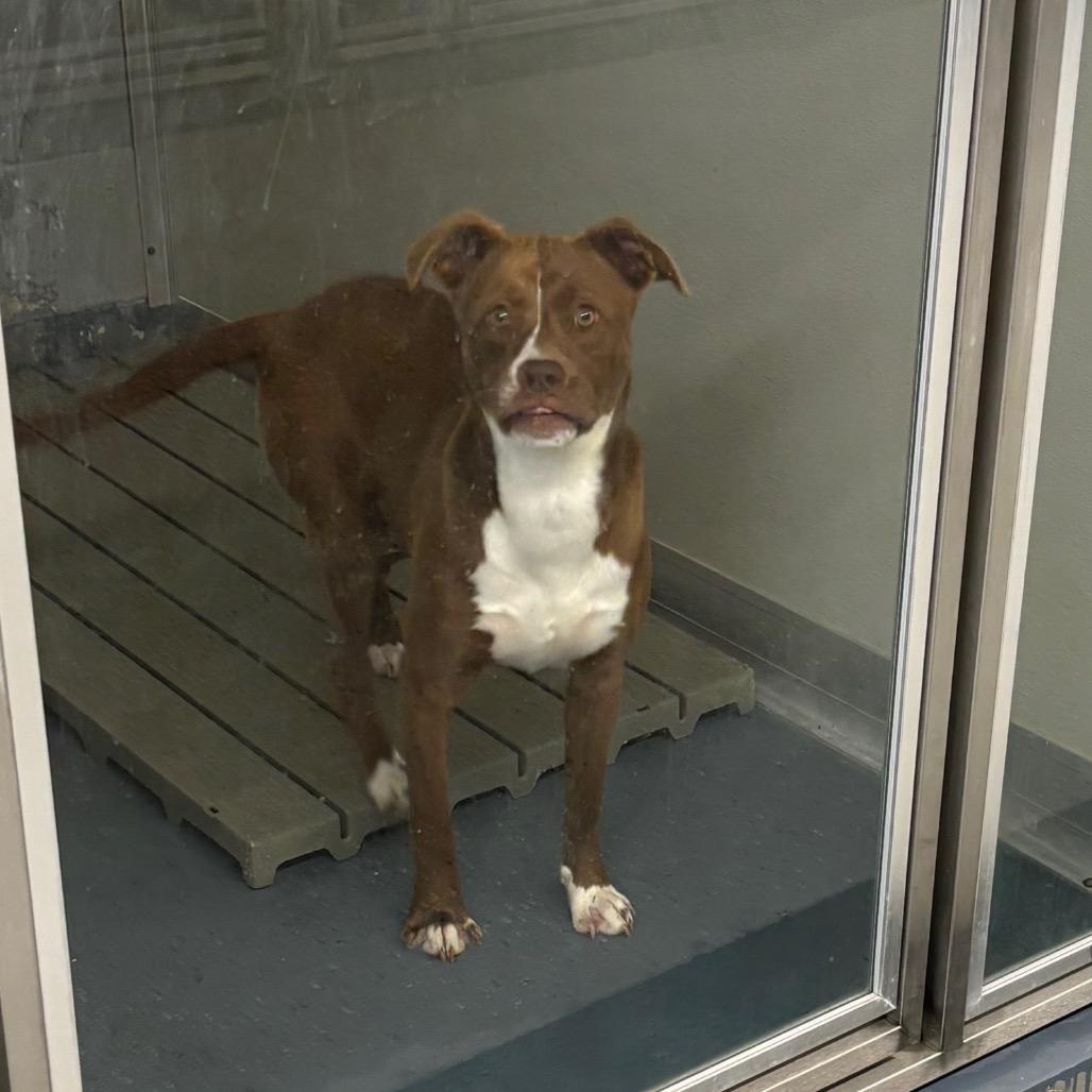Kaa(Stella), a Adoptable mixed breed in Galax, VA image 2/2