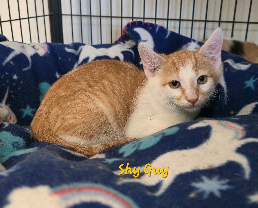 Shy Guy, Adoptable, Kitten Male Domestic Short Hair.