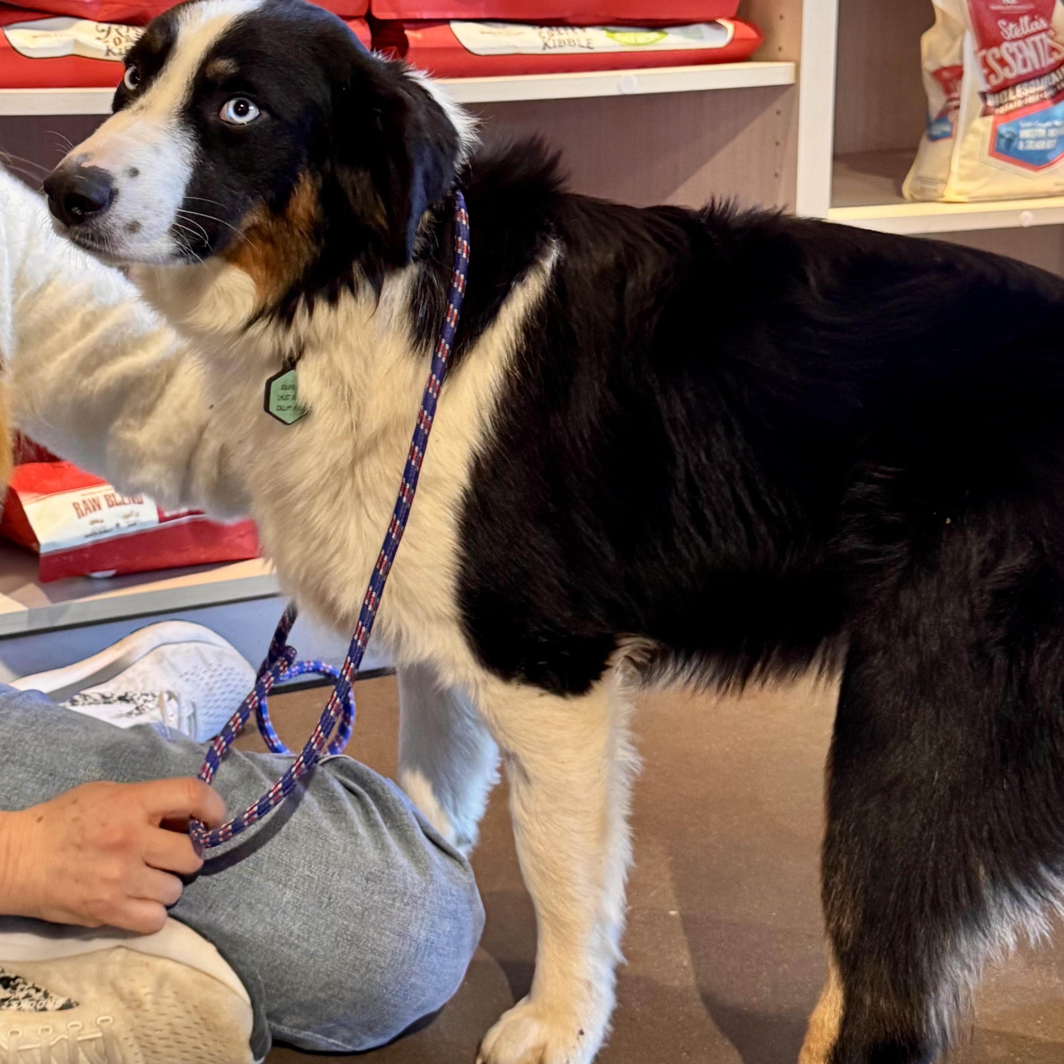Enlarge Finnegan , a ADOPTABLE Australian Shepherd in Louisburg, KS image 2/5