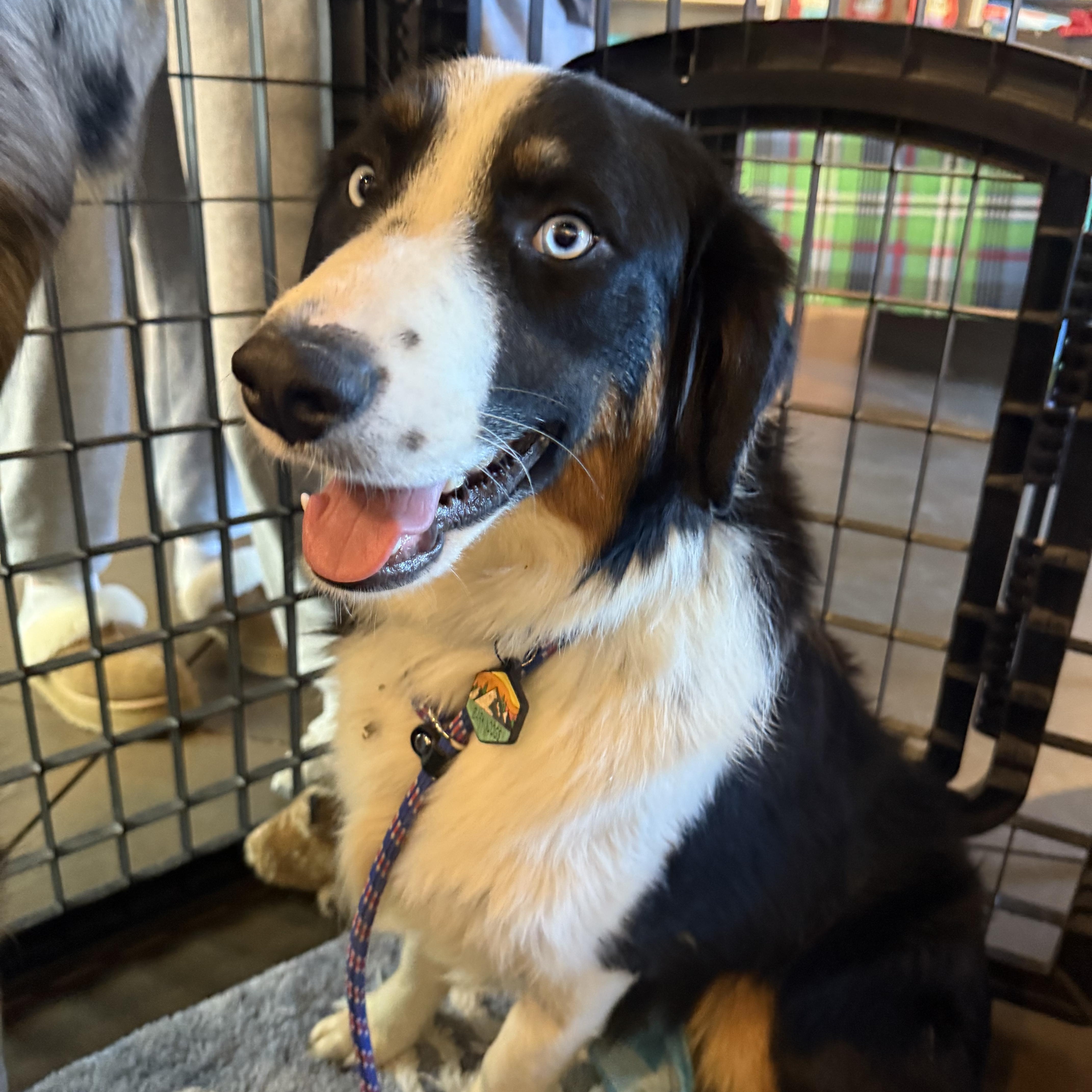 Enlarge Finnegan , a ADOPTABLE Australian Shepherd in Louisburg, KS image 4/5