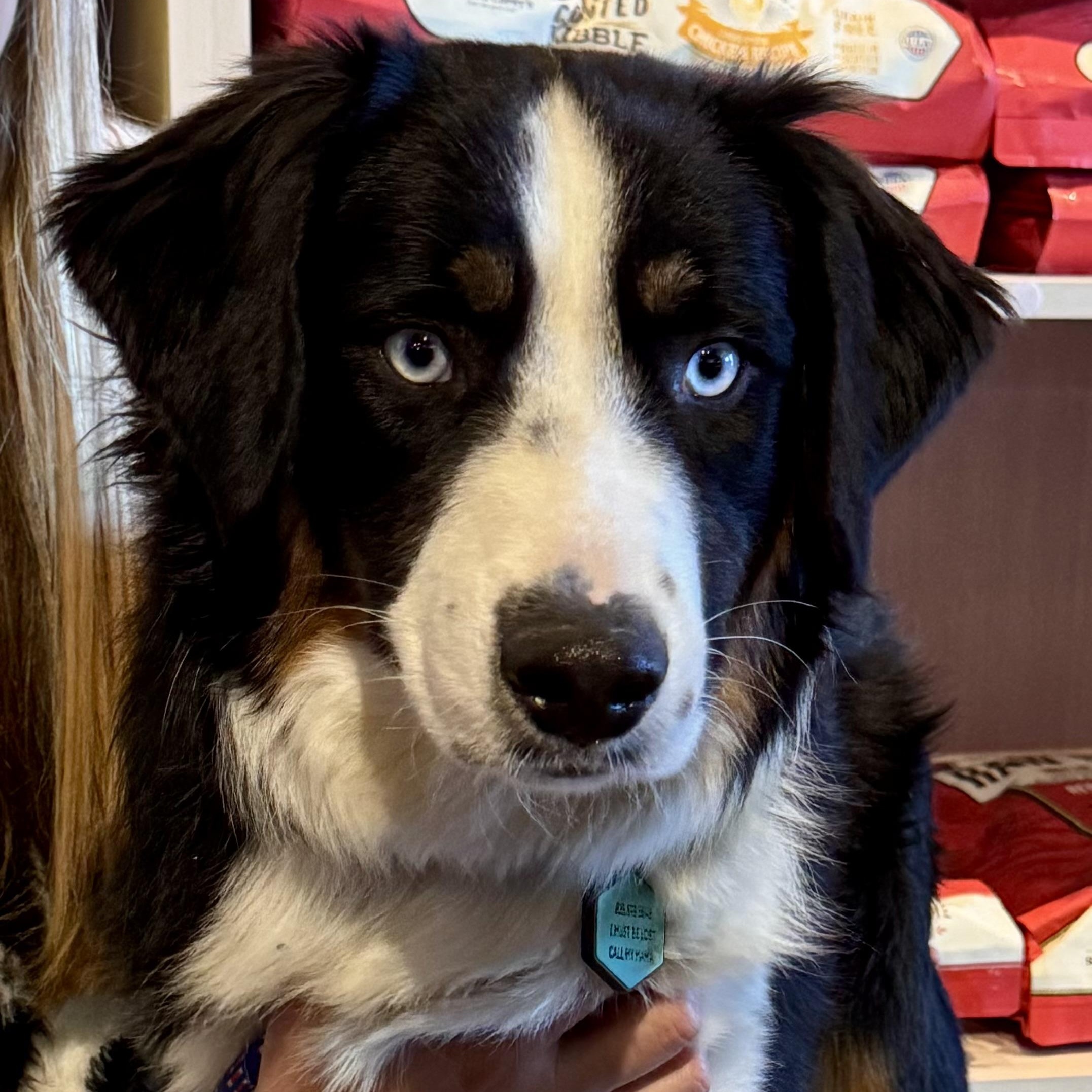 Finnegan , ADOPTABLE, Young Male Australian Shepherd.