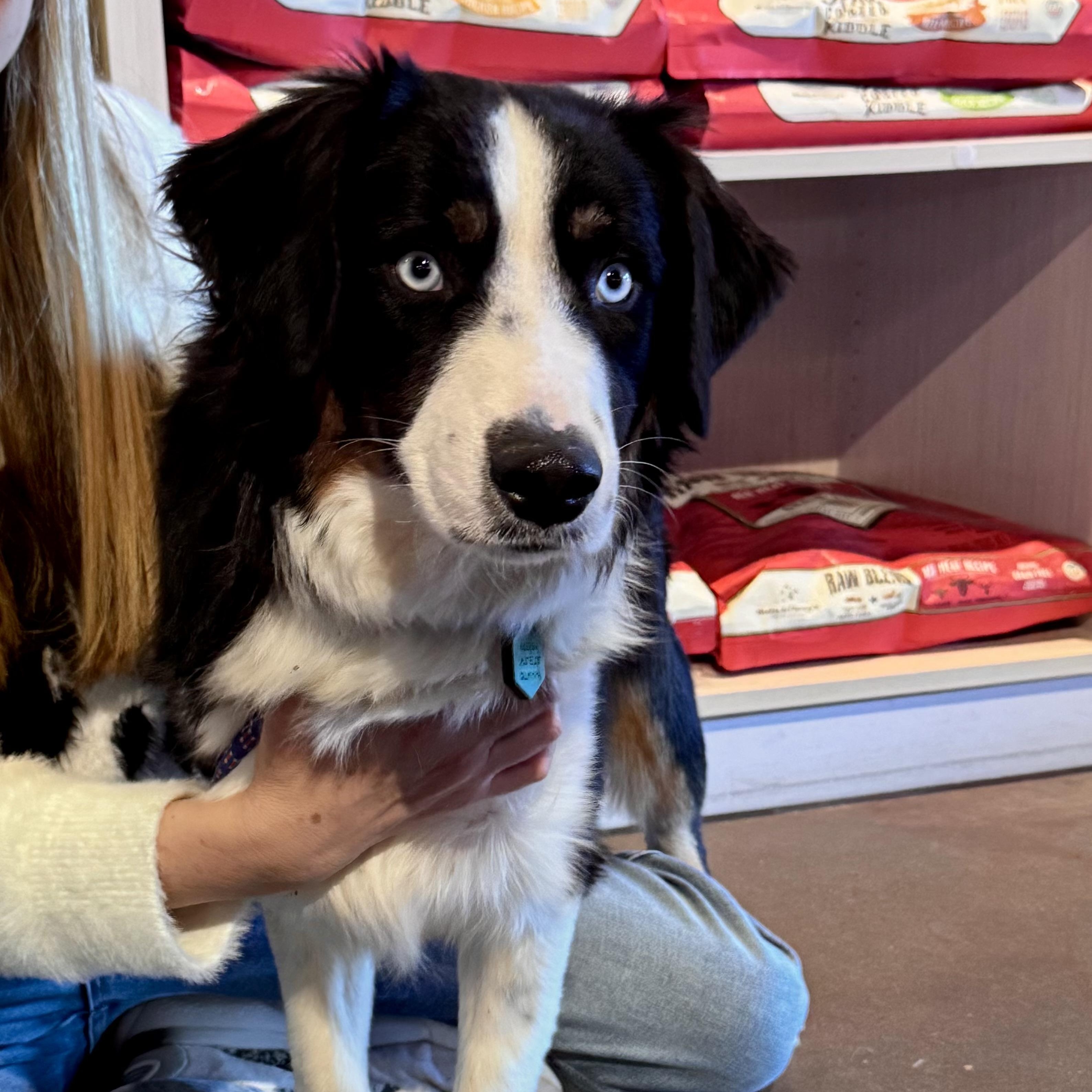 Enlarge Finnegan , a ADOPTABLE Australian Shepherd in Louisburg, KS image 5/5