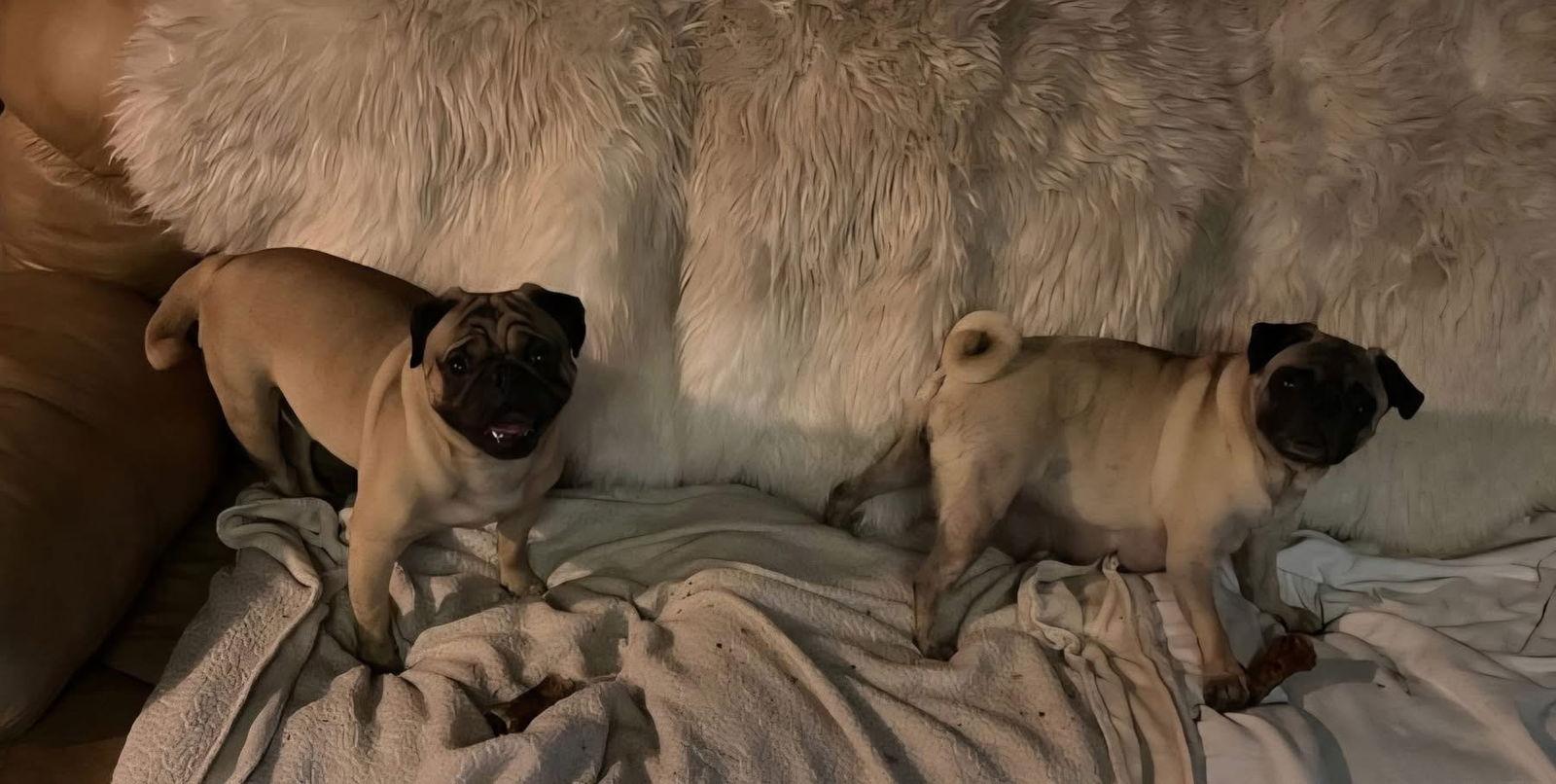 Enlarge Nancy of Sid & Nancy, a Adoptable Pug in San Bernardino, CA image 3/3