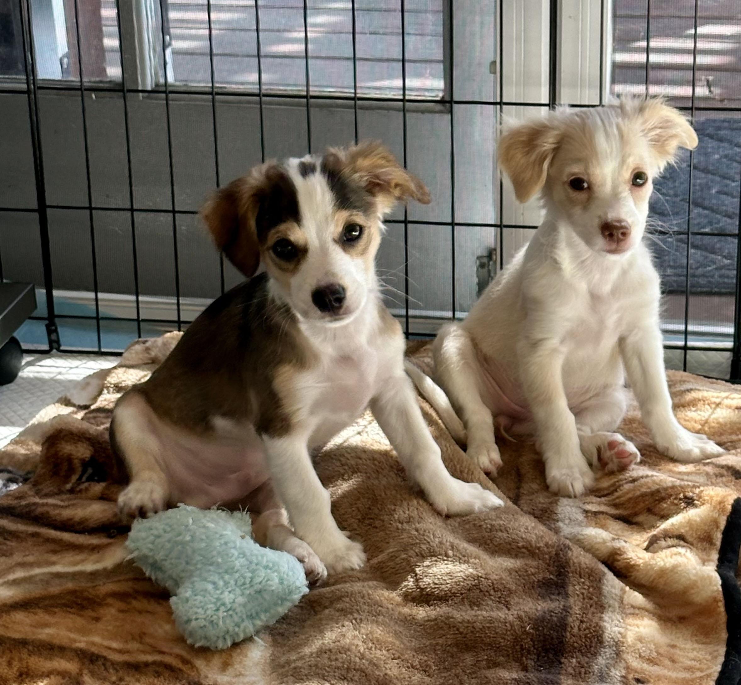 BiScotti - The cute little cookie!