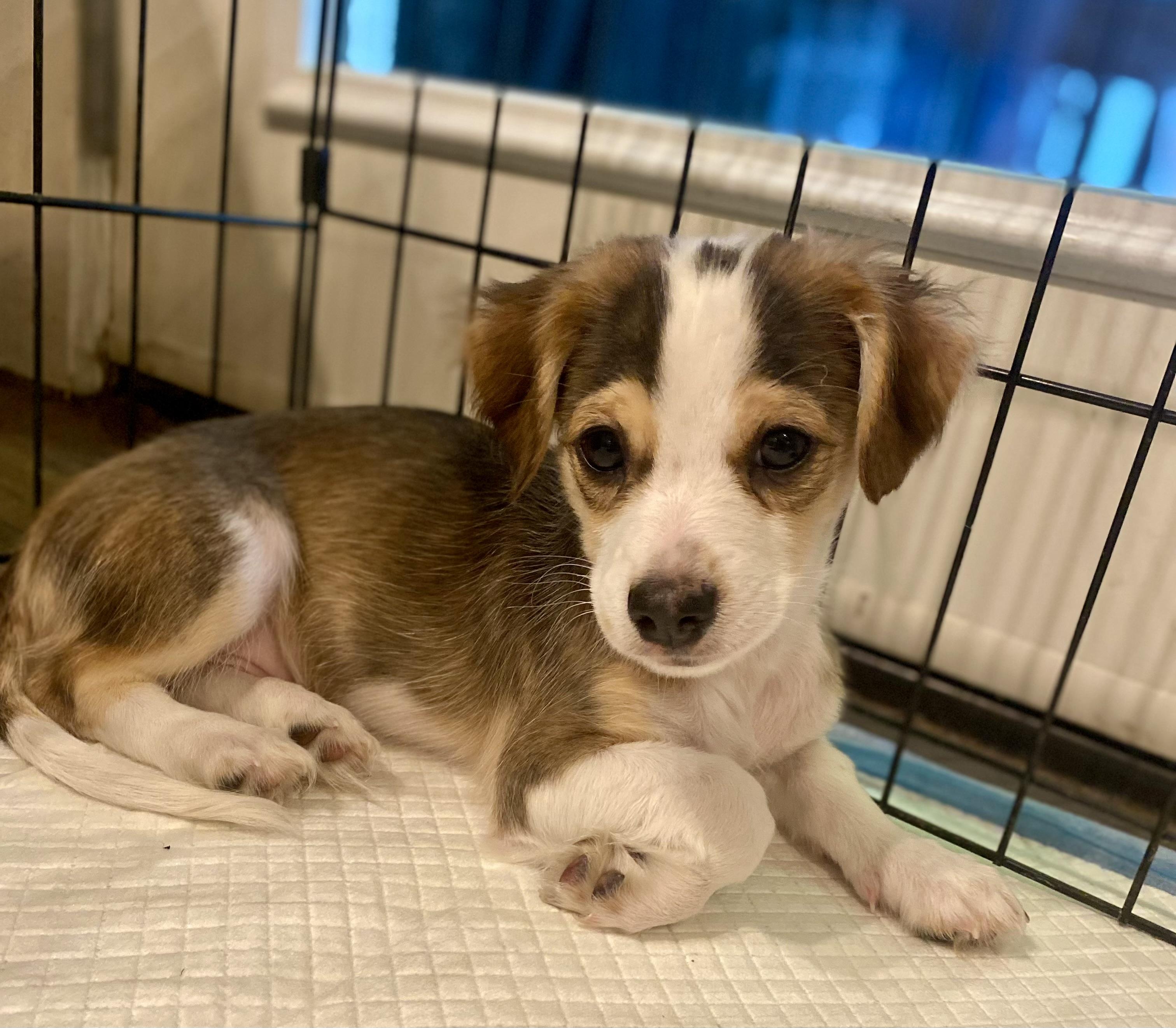 BiScotti - The cute little cookie!