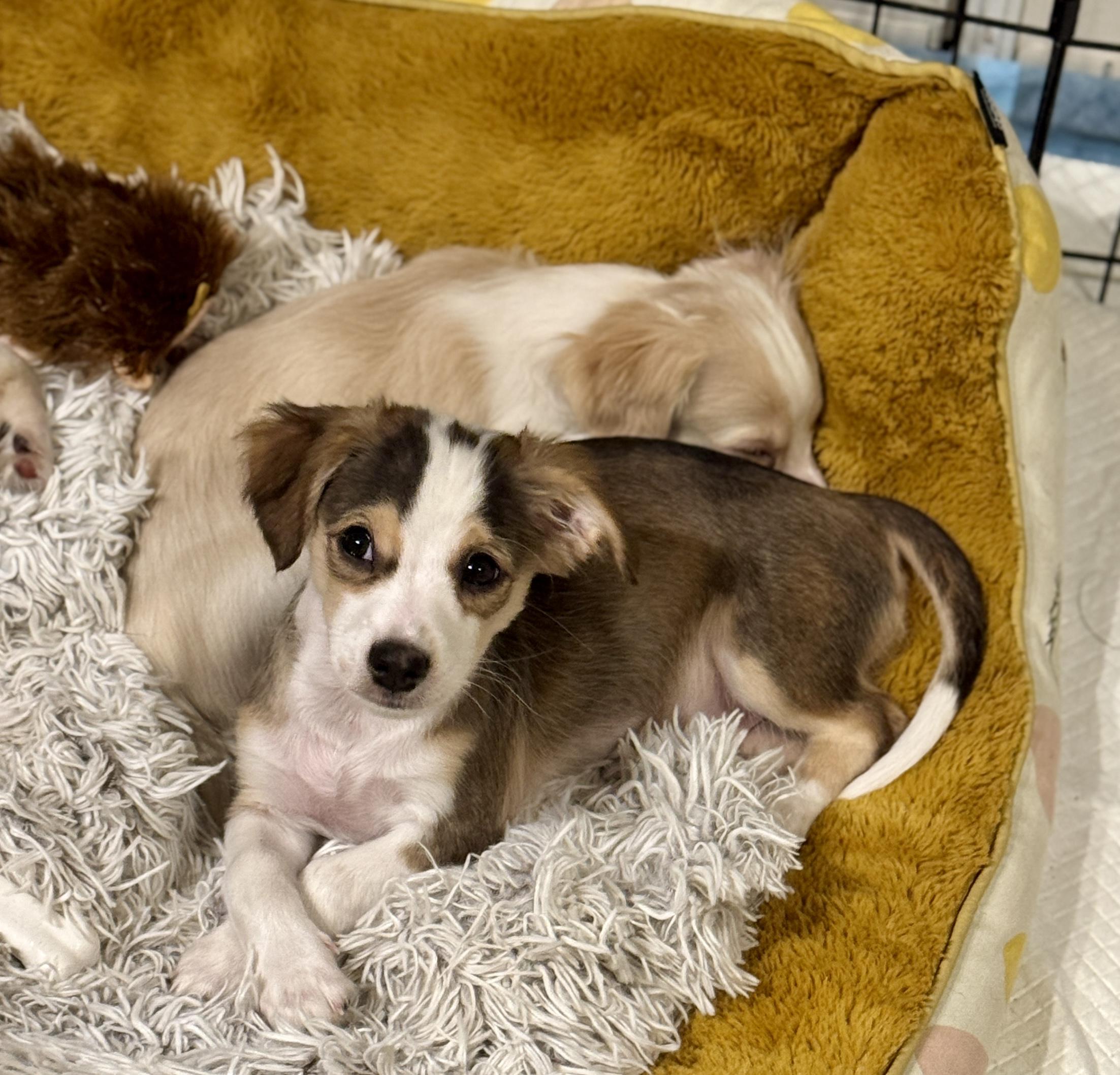 BiScotti - The cute little cookie!