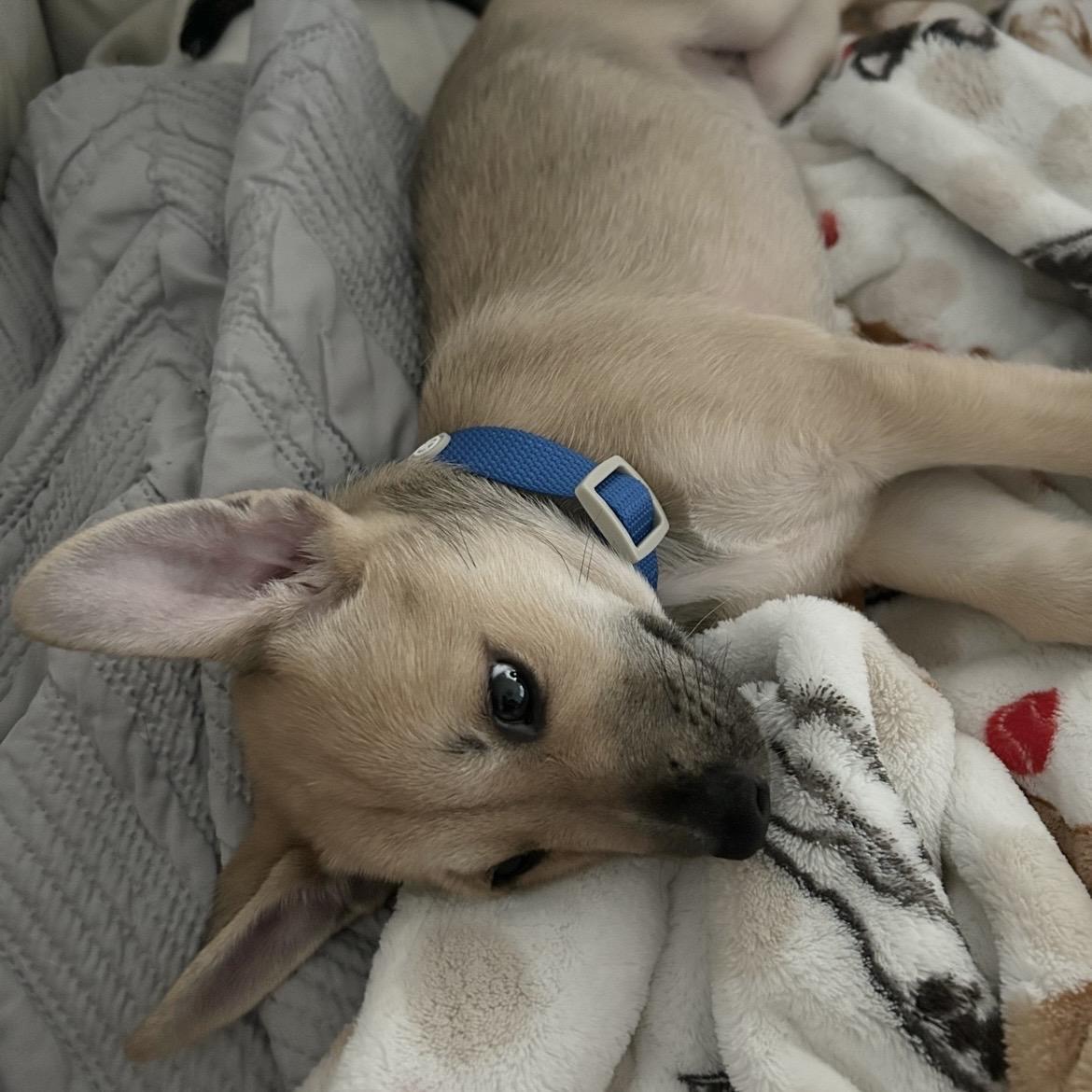 Enlarge Rachel, a Adopted mixed breed in Bellevue, WA image 5/6