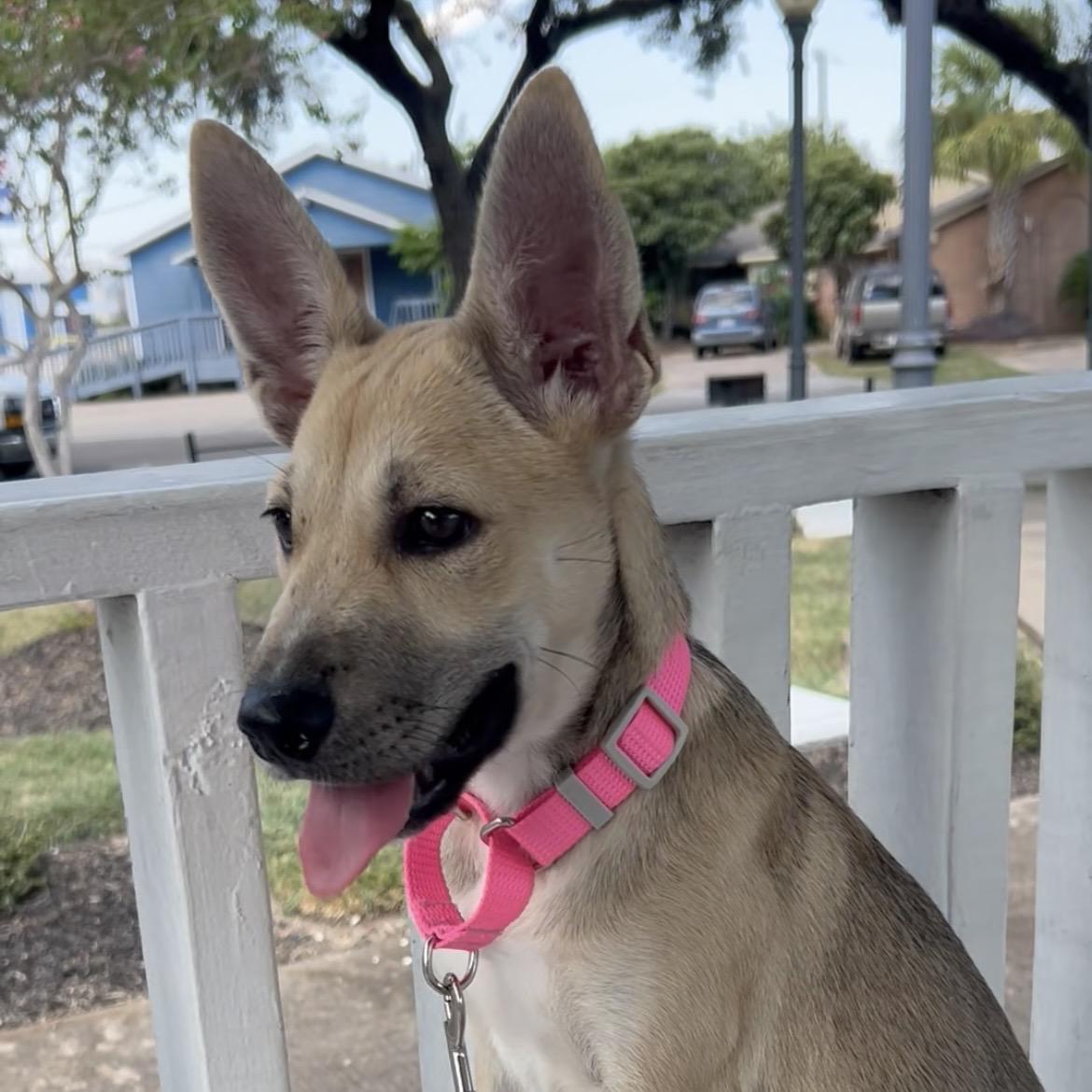 Enlarge Rachel, a Adopted mixed breed in Bellevue, WA image 3/6