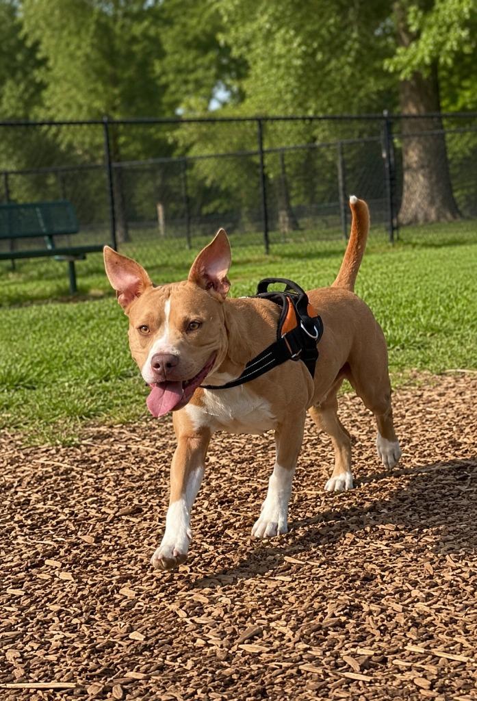 Biscuit, a Adoptable mixed breed in Centralia, IL image 1/2