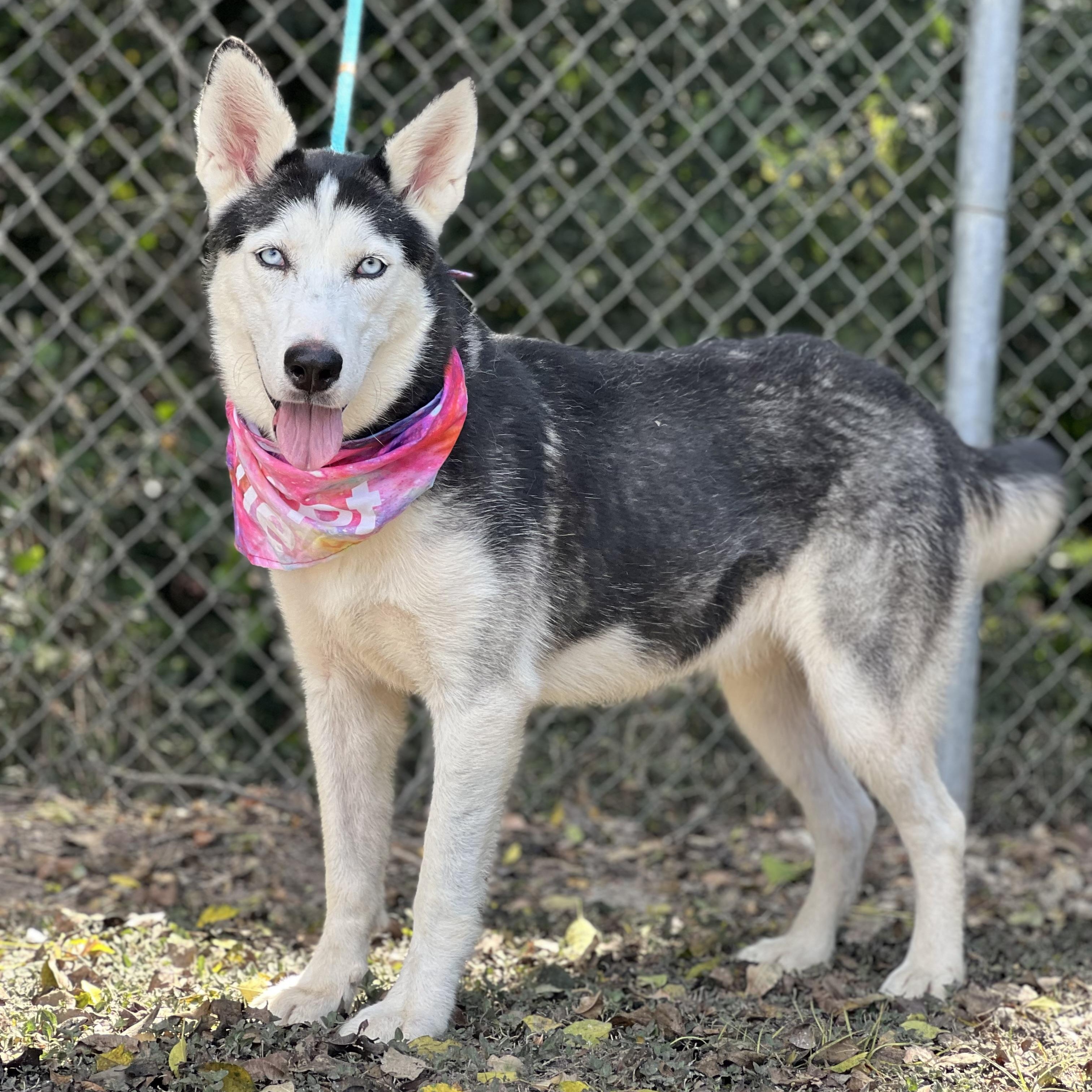 Enlarge Juneau, a Adoptable Siberian Husky in Madisonville, TX image 1/6